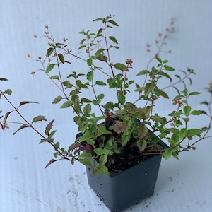 Veronica Georgia Blue (Veronica peduncularis 'Georgia Blue'), low growing groundcover, ships in a 4 inch pot