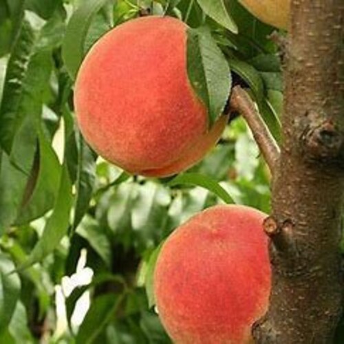 Contender Peach Tree 23' Tall Cold Hardy Peach Zones Etsy