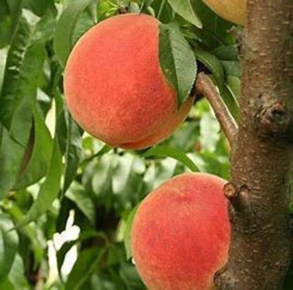 Contender Peach Tree 23' Tall Cold Hardy Peach Zones Etsy
