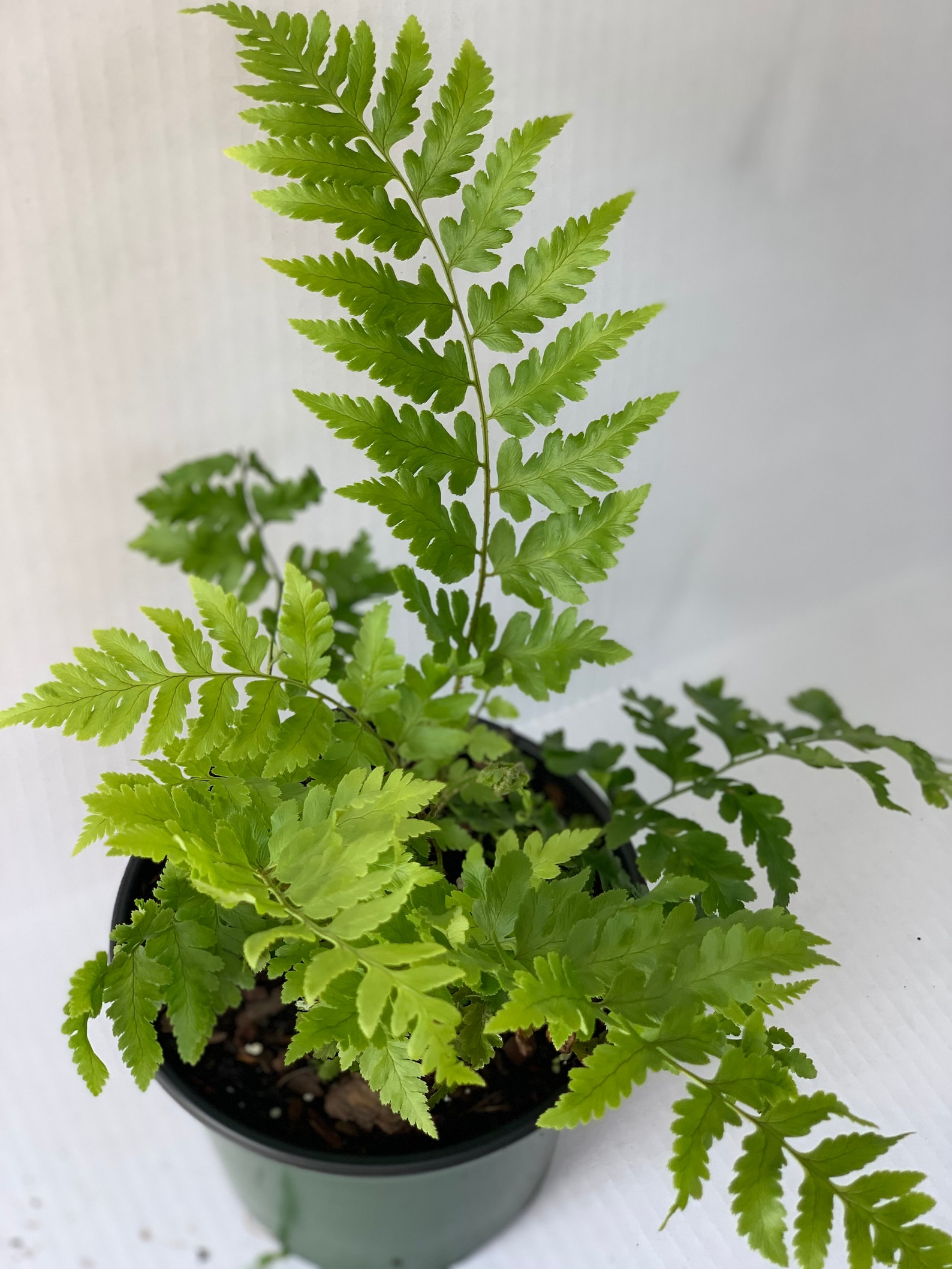 Dixie Wood Fern 1 Gallon container planting zones 59 low Etsy
