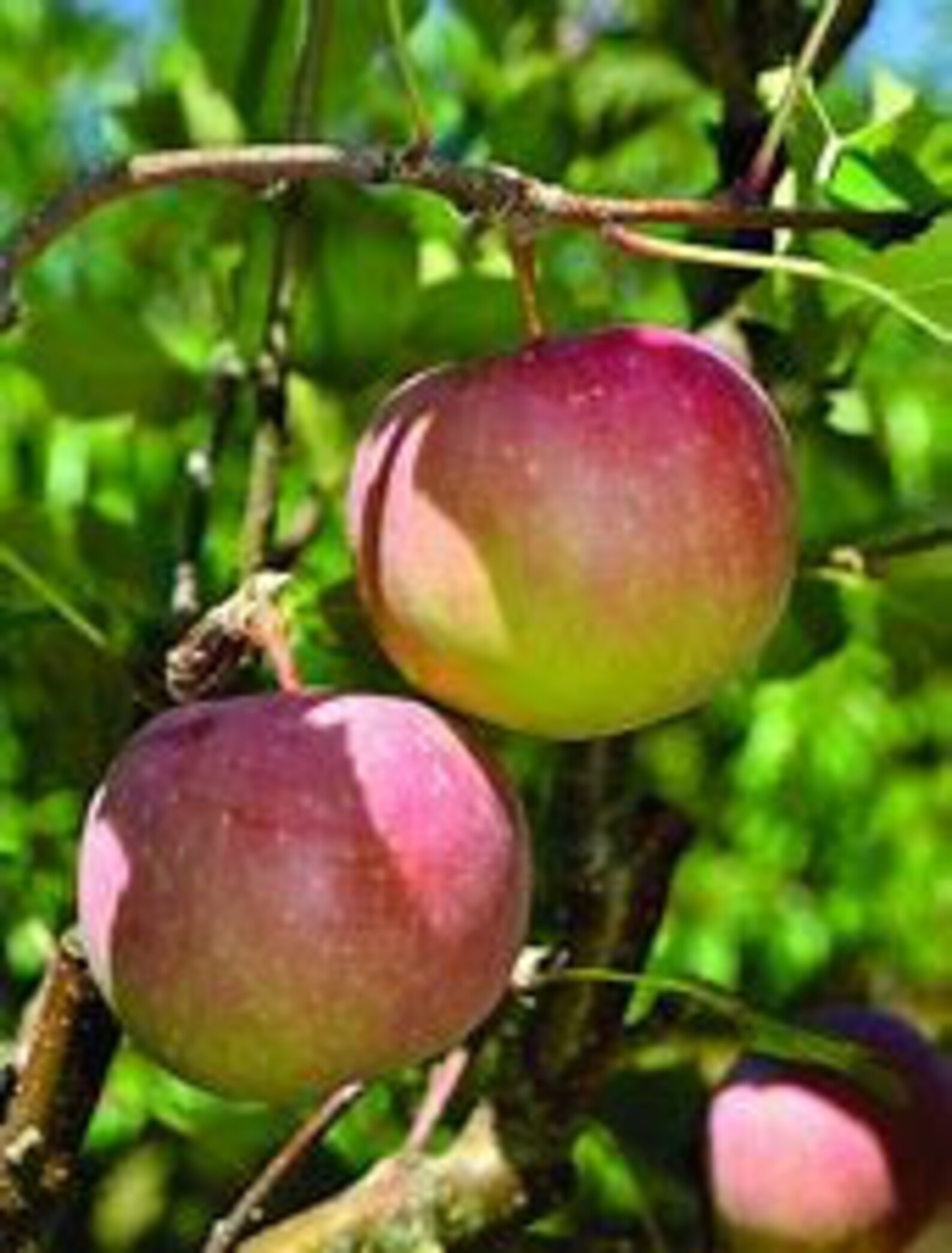 2 Fuji Apple Trees 34' Tall Shipped in Pots Live Fruit Etsy