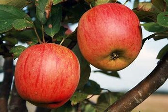 Dwarf Gala Apple Tree