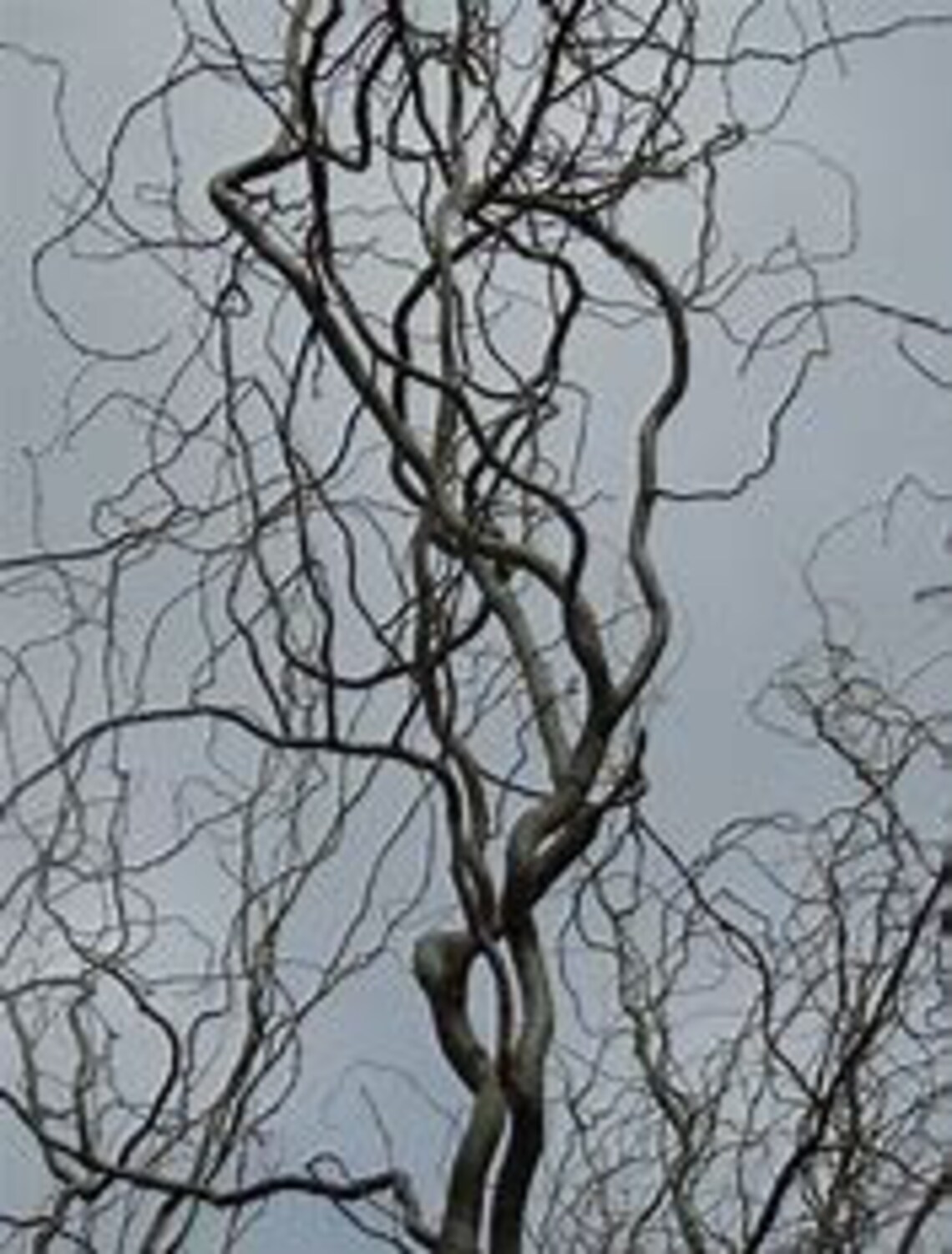 Corkscrew Willow Curly Willow 34' Tall Shipped in Pot Etsy