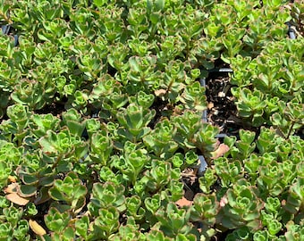 Dragons Blood Sedum, (Stonecrop)  Rabbit Resistant, long-blooming, grows well in containers, massed groundcover, planting zones 3-9