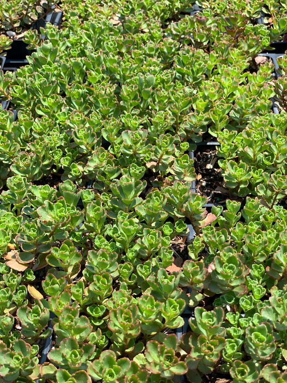 Dragons Blood Sedum stonecrop rabbit Resistant Etsy