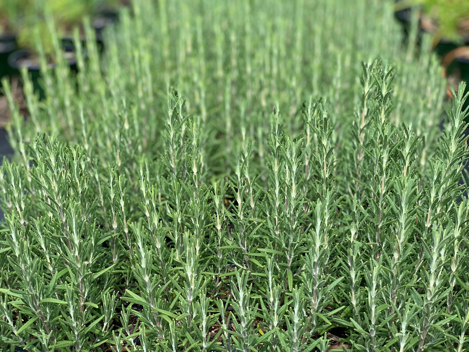 Rosemary Arp Rosemary Trade One Gallon or 4 Inch Pot Herbs Etsy