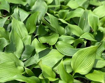 Hosta Blue Angel, attracts hummingbirds, low maintenance, blooms july-august, planting zones 3-8