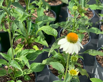 Pow Wow White Echinacea,  Good fresh cut or dried flower, Attracts Birds, Butterflies, Zone: 3-8,  Bloom Time June to August