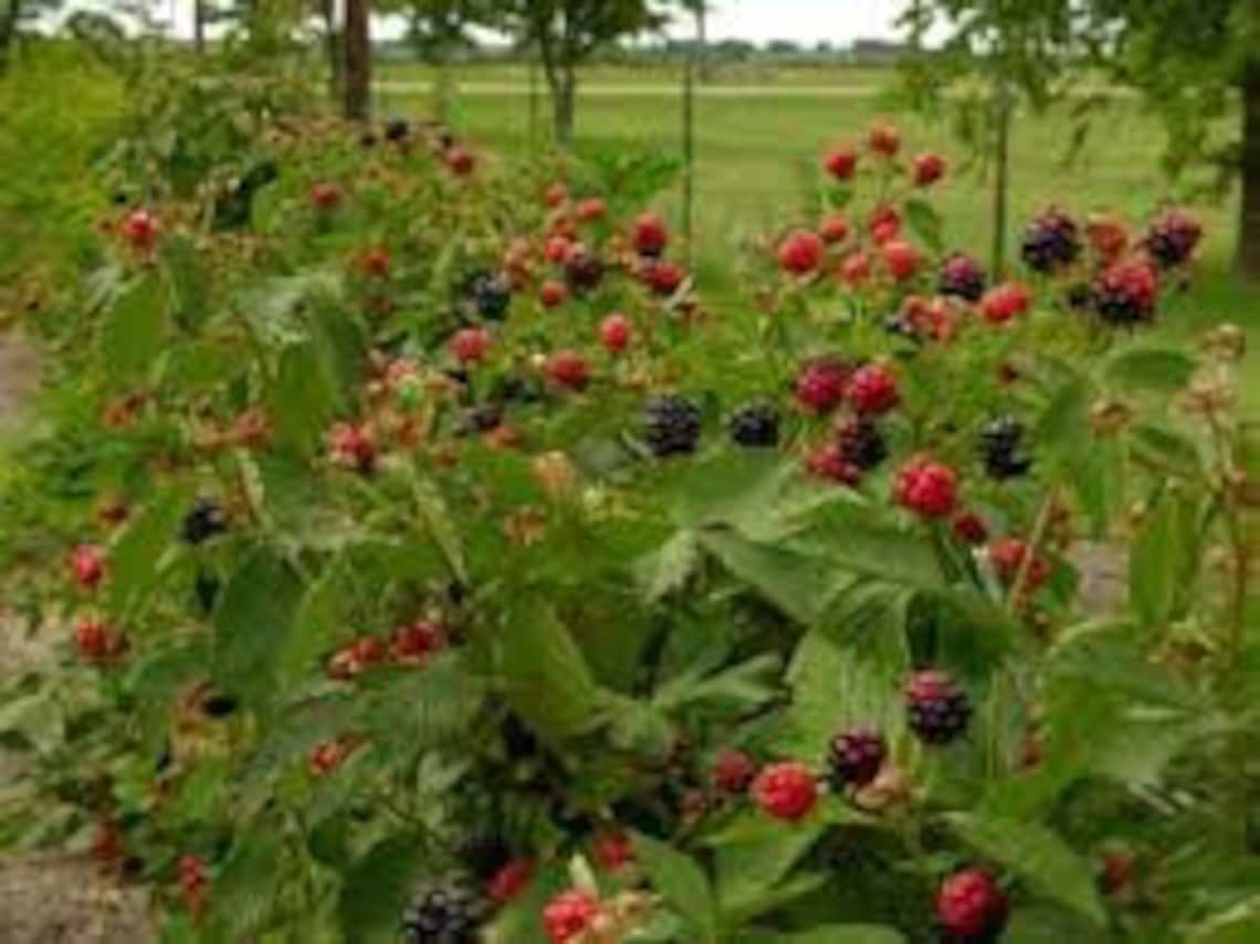 Apache Blackberry thornless blackberry planting zones 59 Etsy