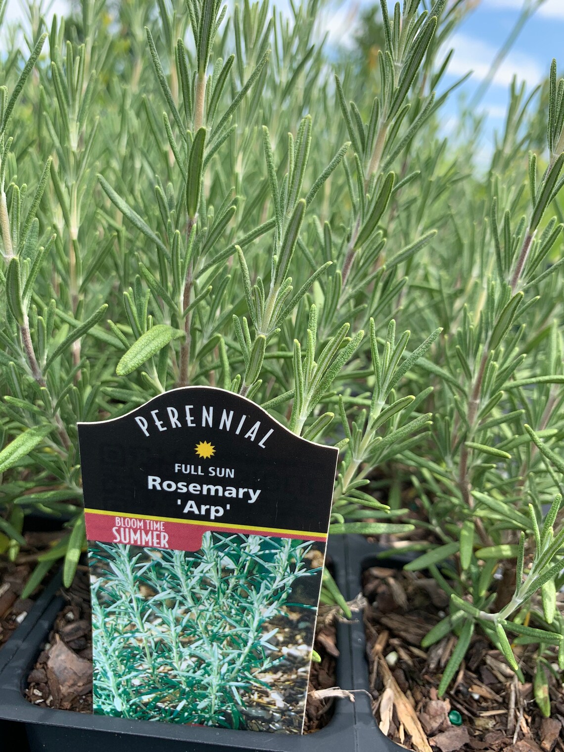 Rosemary Arp Rosemary Trade One Gallon or 4 Inch Pot Herbs Etsy