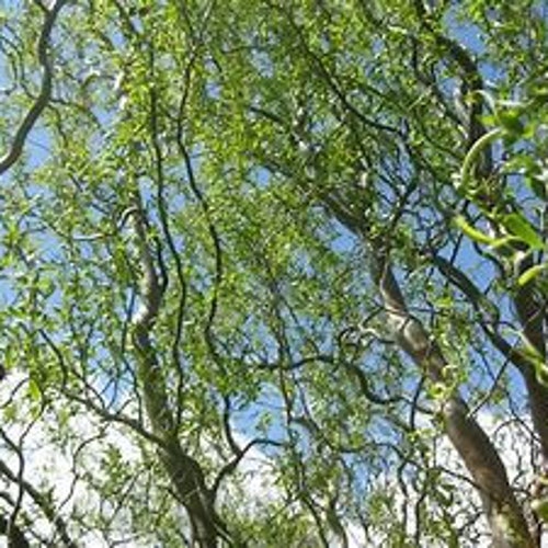 Corkscrew Willow Curly Willow 34' Tall Shipped in Pot Etsy