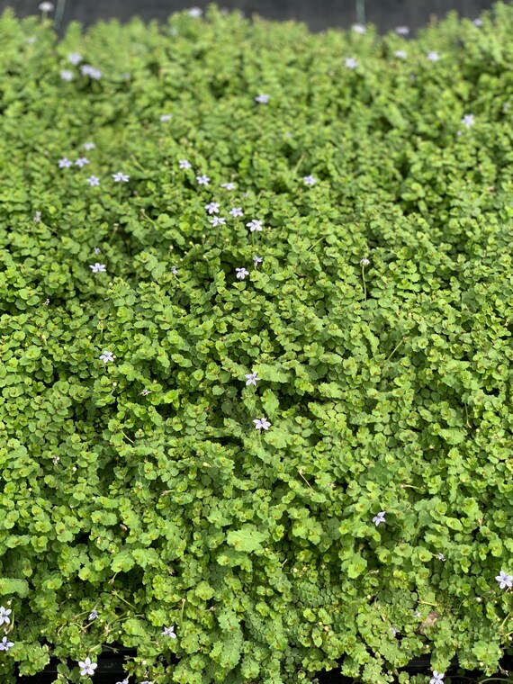 Blue Star Creeper Isotoma Fluvatilis Easy to Grow Ground Etsy