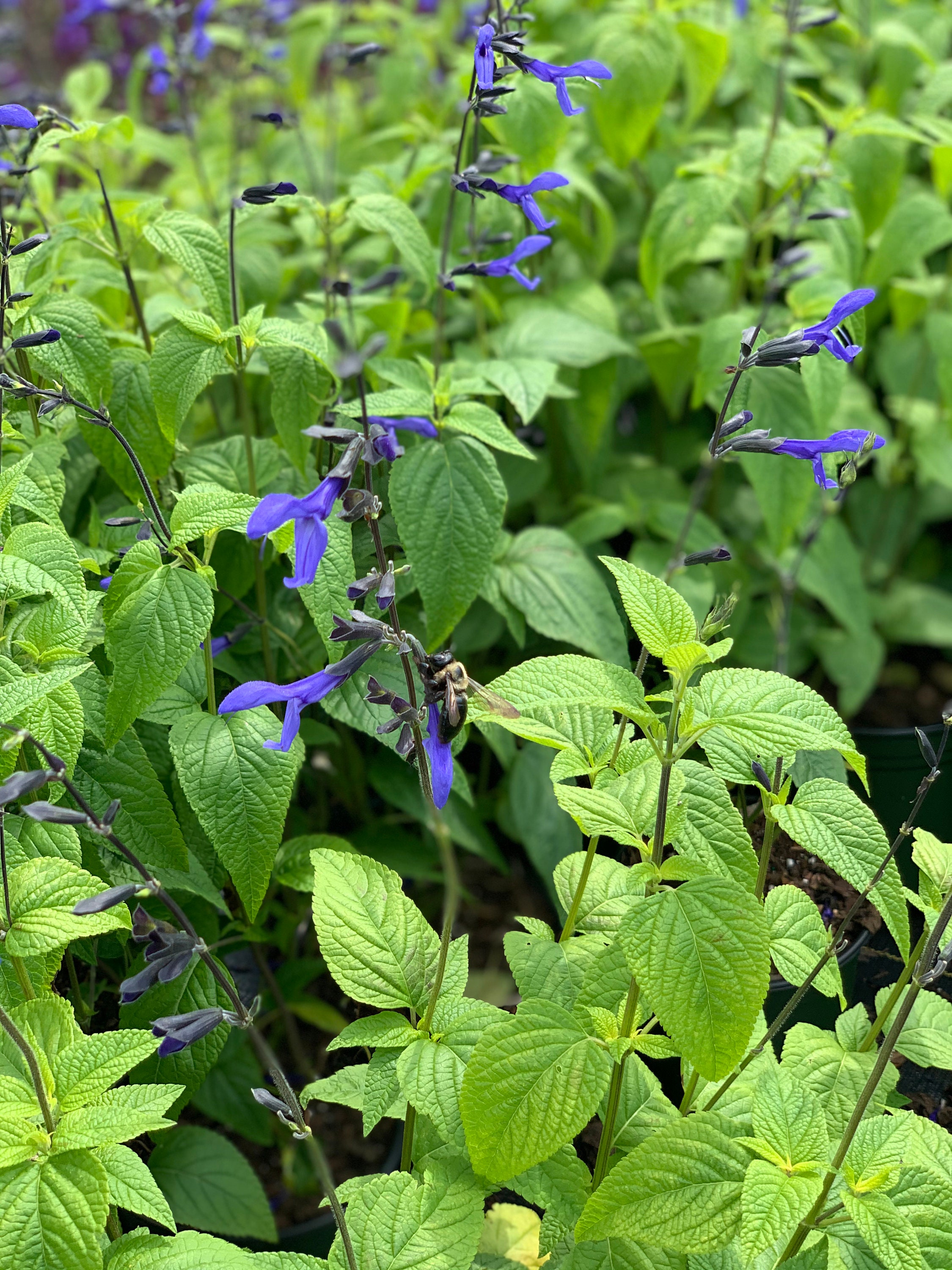 Black & Blue - Salvia guaranitica