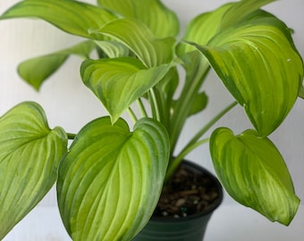 Hosta Guacamole 1 gallon container, herbaceous perennial, planting zones 3-8, fast growing, attracts hummingbirds, morning sun tolerant