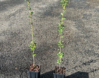 Sky Pencil holly shrub, 1-2' tall, moderate growth rate, columnar grower, evergreen, perfect for natural screening a pool or patio area