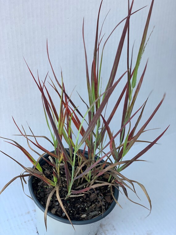 Hot Rod Switchgrass Panicum Virgatum 'hot Rod' Etsy