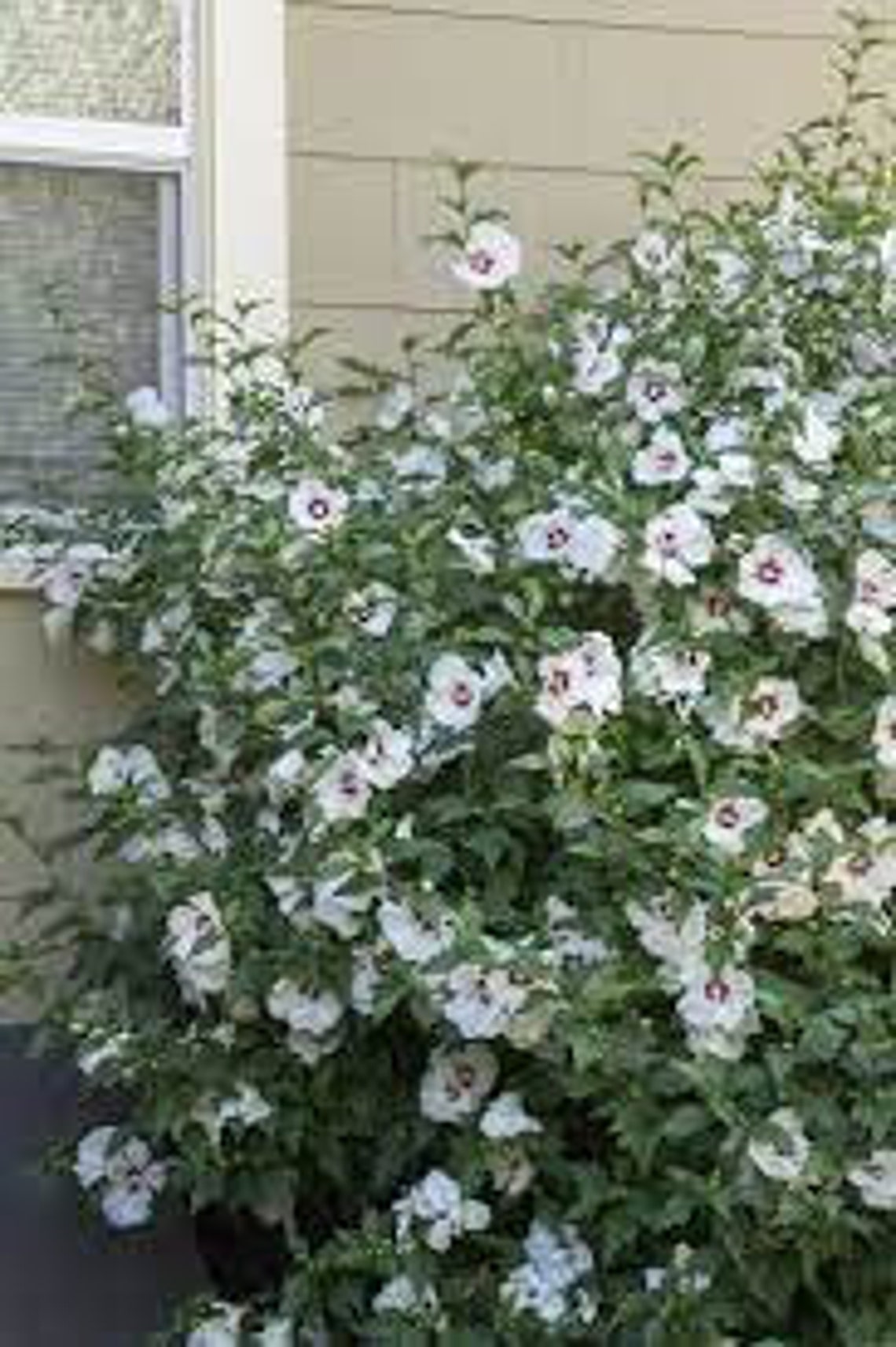 Red Heart Rose of Sharon Planting Zone 58 Growth Rate Etsy