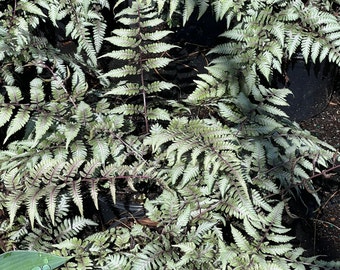 Godzilla Japanese painted fern, Athyrium 'Godzilla', 1 gallon pot