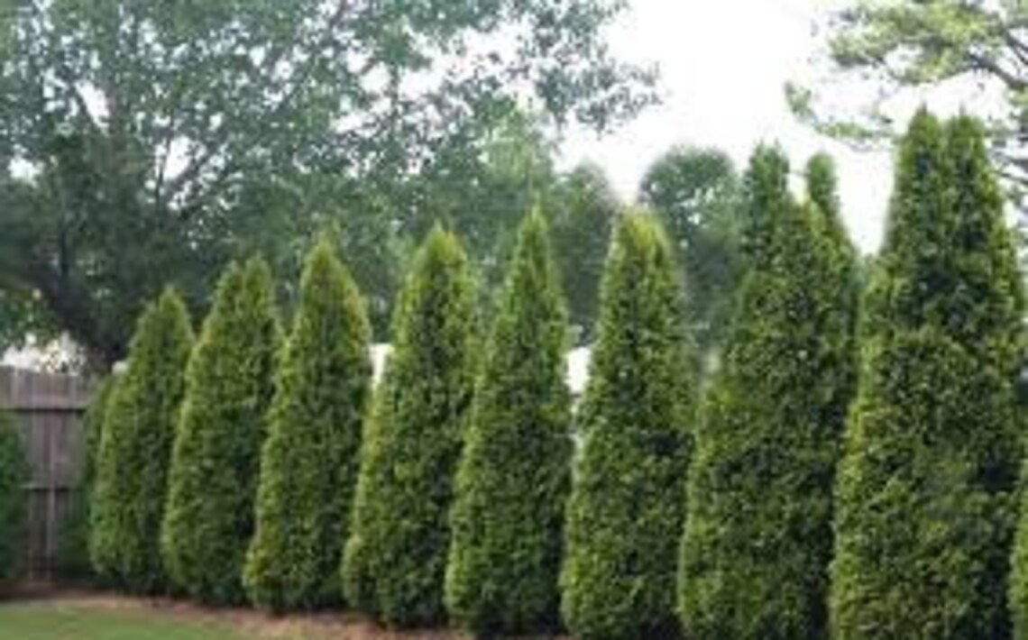 Emerald Green Arborvitae 1-2 foot pyramidal | Etsy