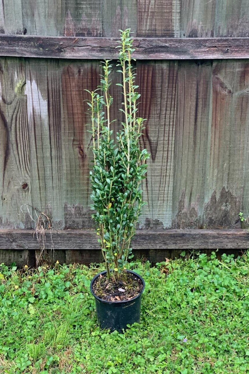 sky pencil holly growth rate per year sky pencil holly growth rate per year