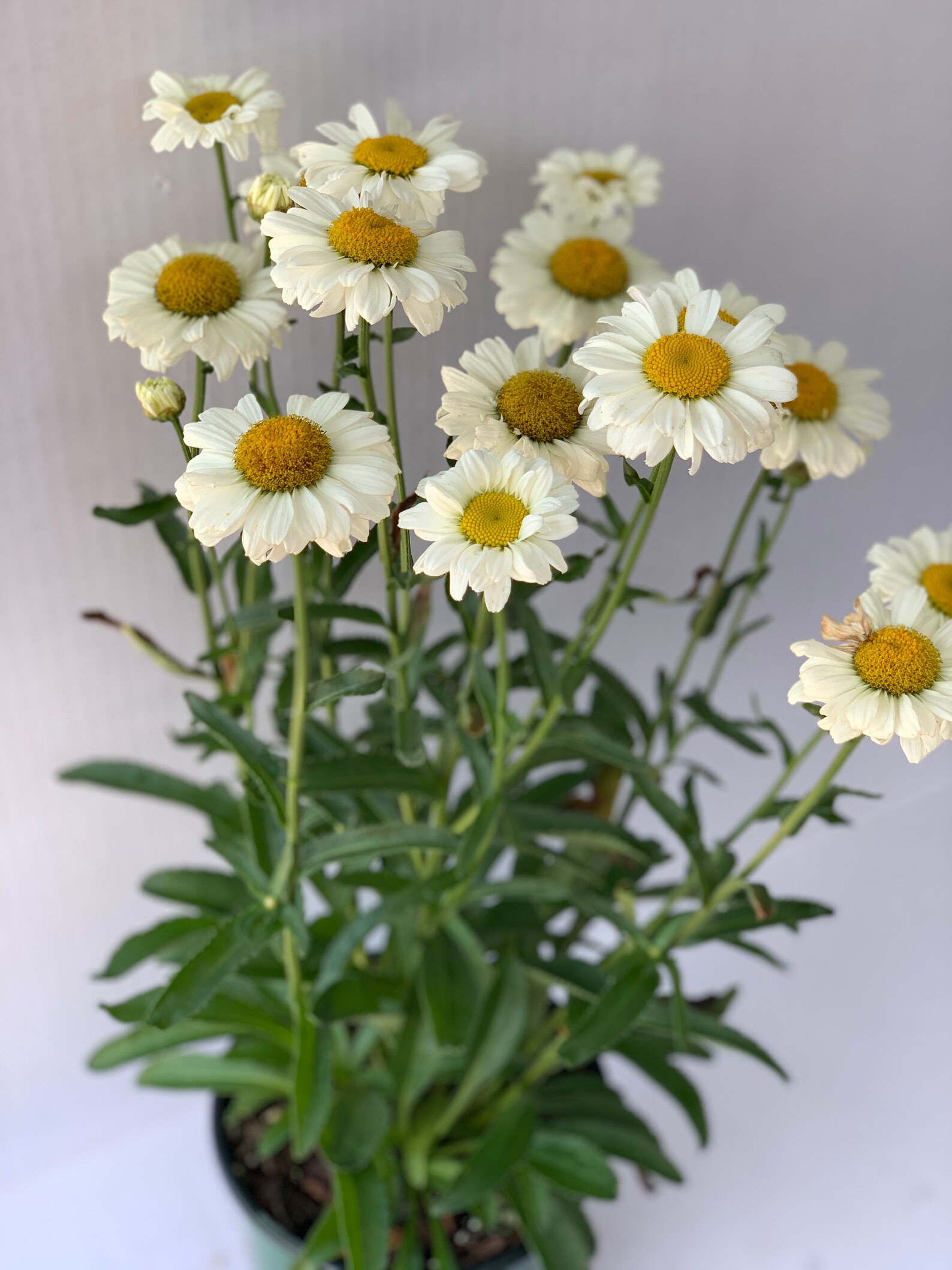 Leucanthemum Sweet Daisy Jane Perfect for Cut Flowers Etsy