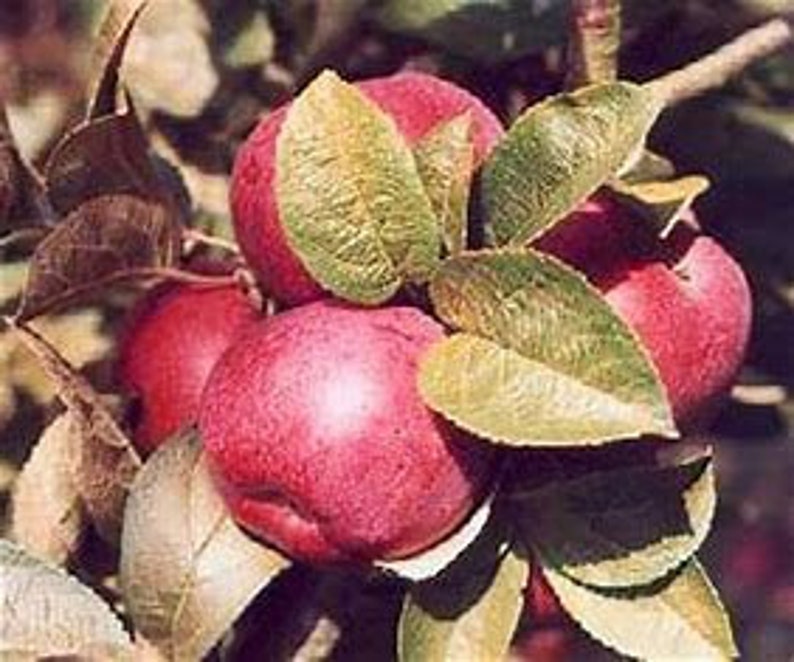 Apple Trees 2 Red Macintosh 34' Tall Live Trees Etsy