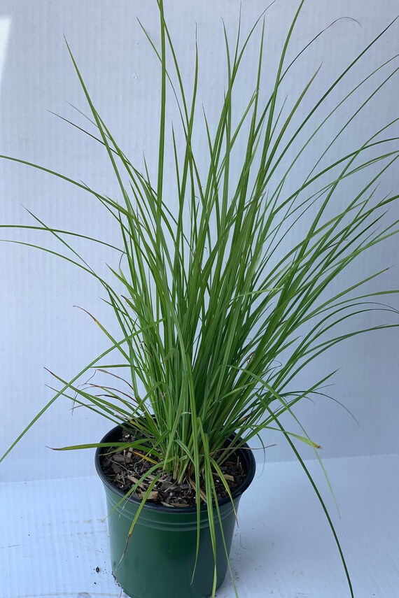 Carex Stricta Tussock Sedge Trade One Gallon Pot Great for Etsy