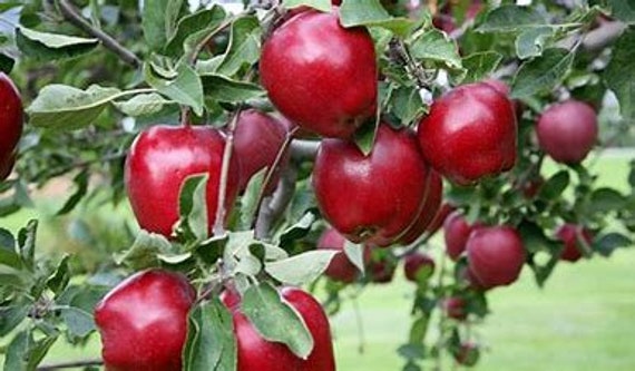 Apples -Envy  Shasta Produce