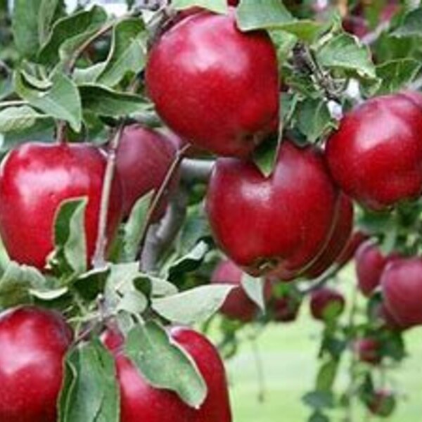 Red Delicious Apple trees, 2-3' tall, Live Tree, Fruit Tree, Wildlife Tree, good caliper, see description for shipping restrictions