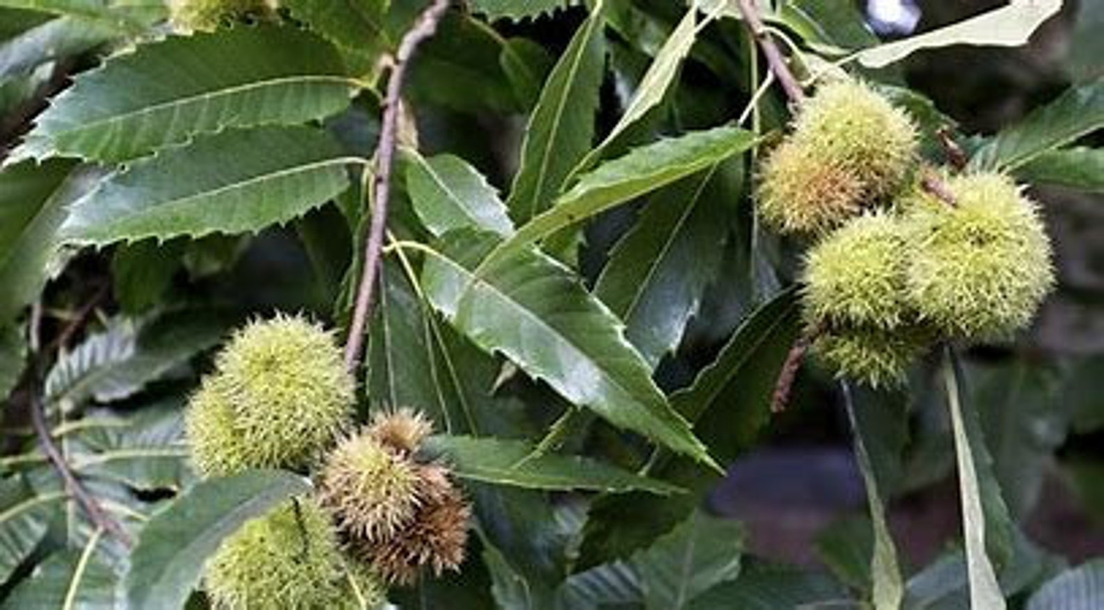 Chestnut American Chinese Hybrid 12' tall resistant Etsy
