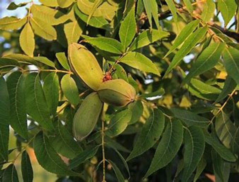 Pecan Tree 2 Trees per Order Native Pecan 23' Tall Etsy