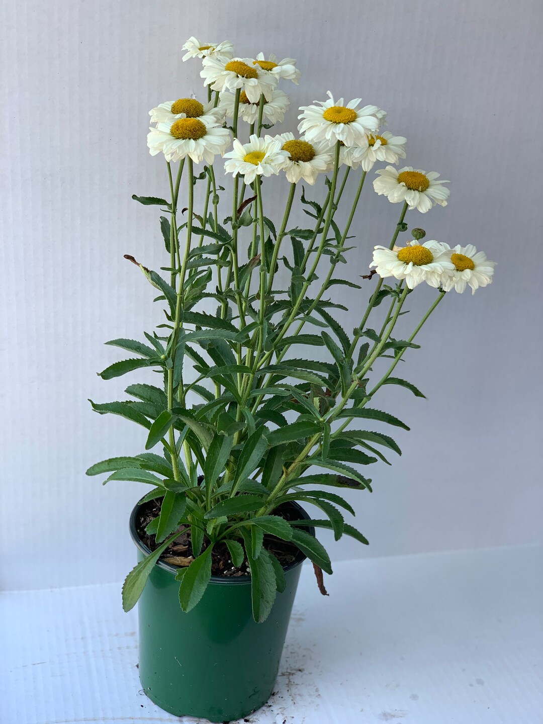 Leucanthemum Sweet Daisy Jane, Perfect for Cut Flowers, Thrives in the
