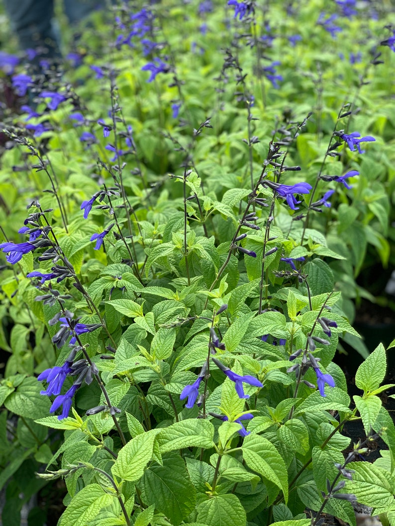 Salvia Black And Blue Salvia Guaranitica Low Maintenance Etsy Salvia black and blue salvia guaranitica low maintenance etsy