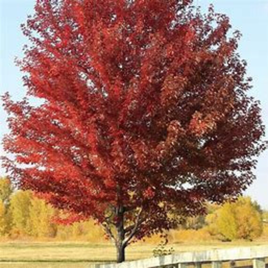 Maplesun Valley 34' Tall Shade Tree Specimen Tree Etsy
