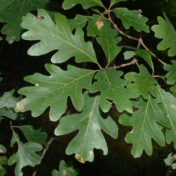 White Oak Tree - Etsy