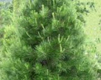 Virginia Pine, Native tree, 1-2 ft, grows well even in eroded and dry soil, foliage can be used in Christmas decorations