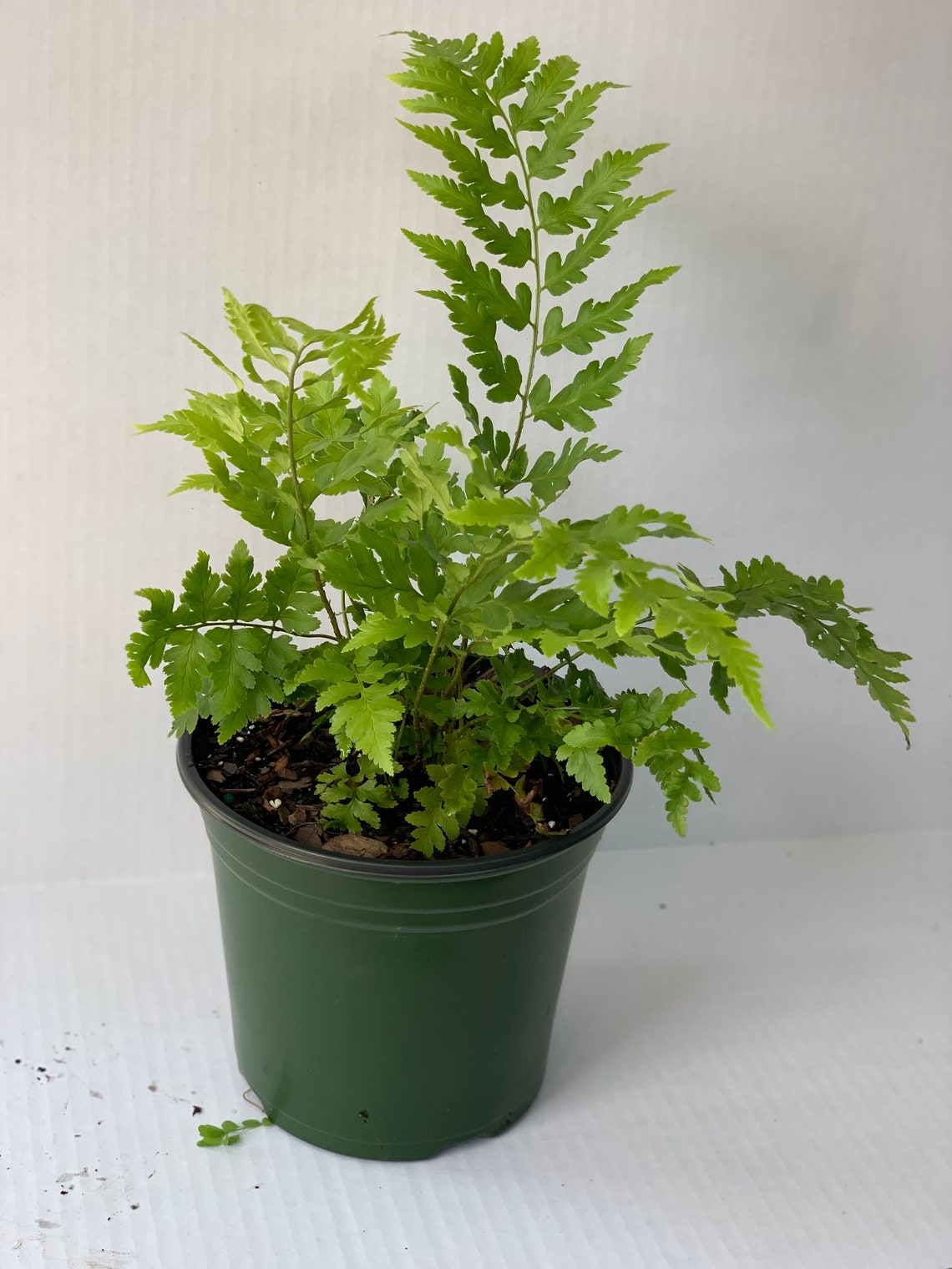 Dixie Wood Fern 1 Gallon container planting zones 59 low Etsy