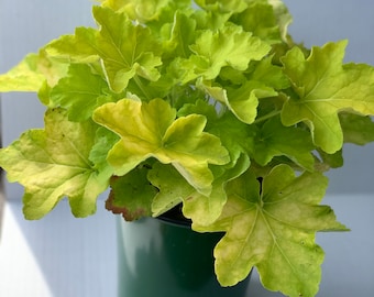 Heuchera Citronelle, trade one gallon pot, coral bells, rock gardens, borders, mass plantings