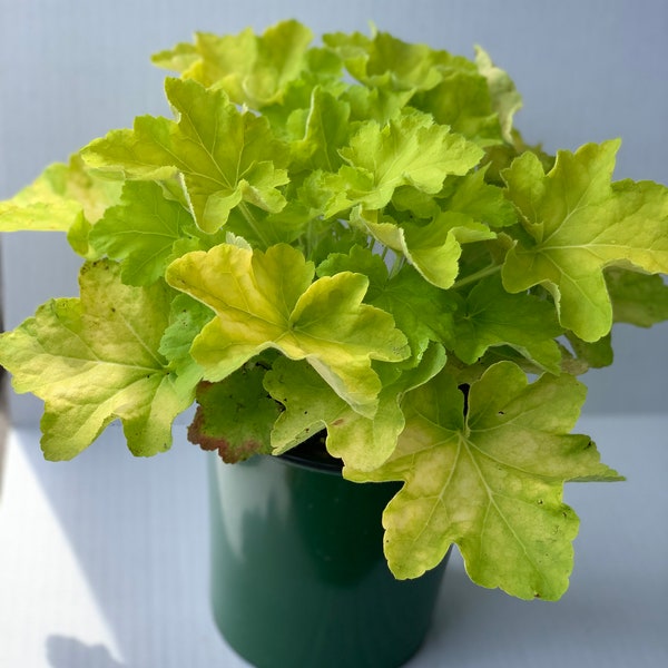 Heuchera Citronelle, trade one gallon pot, coral bells, rock gardens, borders, mass plantings