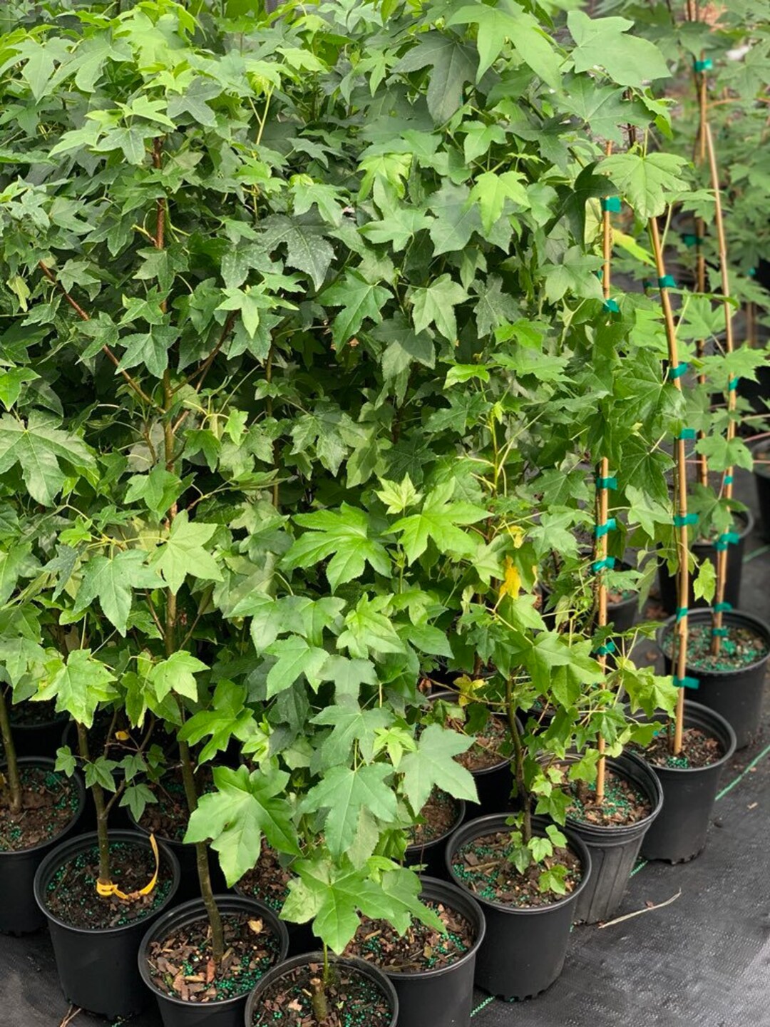 American Sweetgum, Attractive to Wildlife, STAR Shaped Leaves, Growth