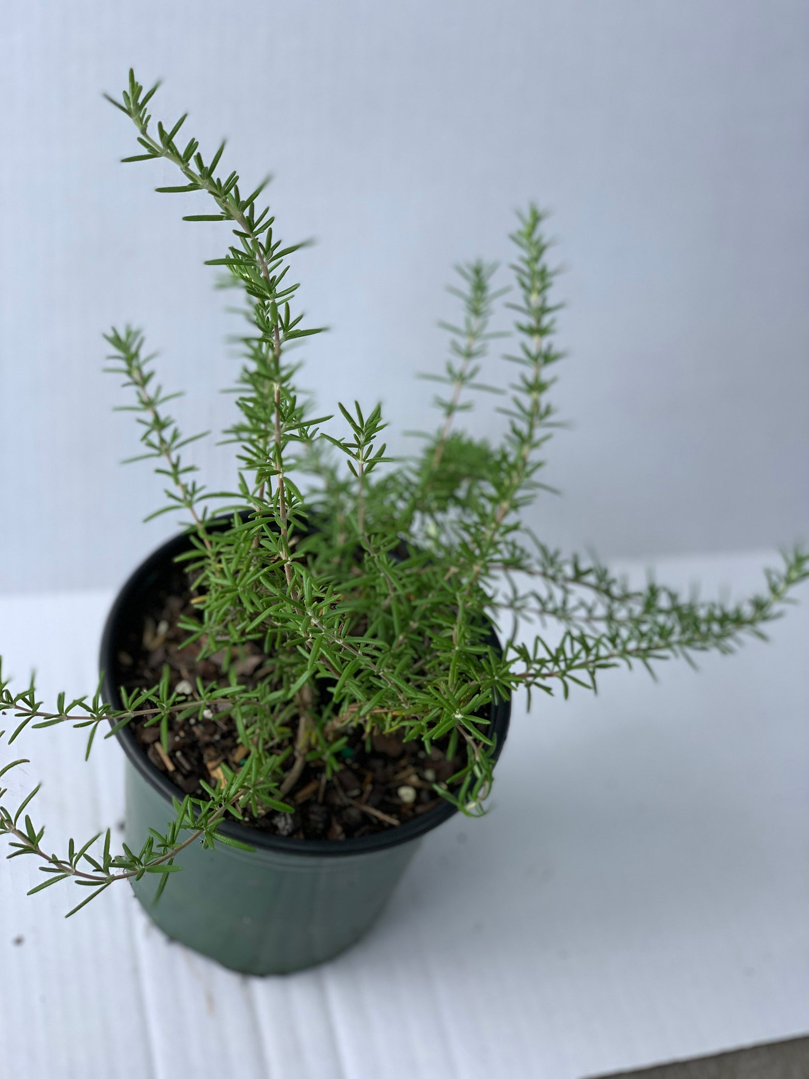 Creeping Rosemary rosmarinus Prostratus Trade One Gallon Etsy