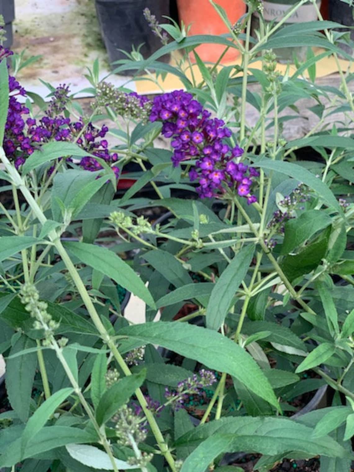 Butterfly Bush 'black Knight' Buddleja Davidii Etsy