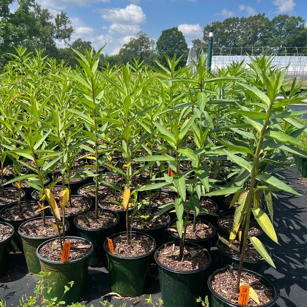 Swamp Milkweed, attractive to butterflies, tolerates deer, blooms July-August, fragrant flowers, planting zones 3-6, low maintenance