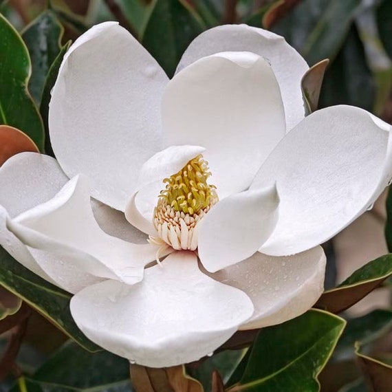 Magnolia grandiflora '. Blanchard' 2-3 pies de - Etsy México