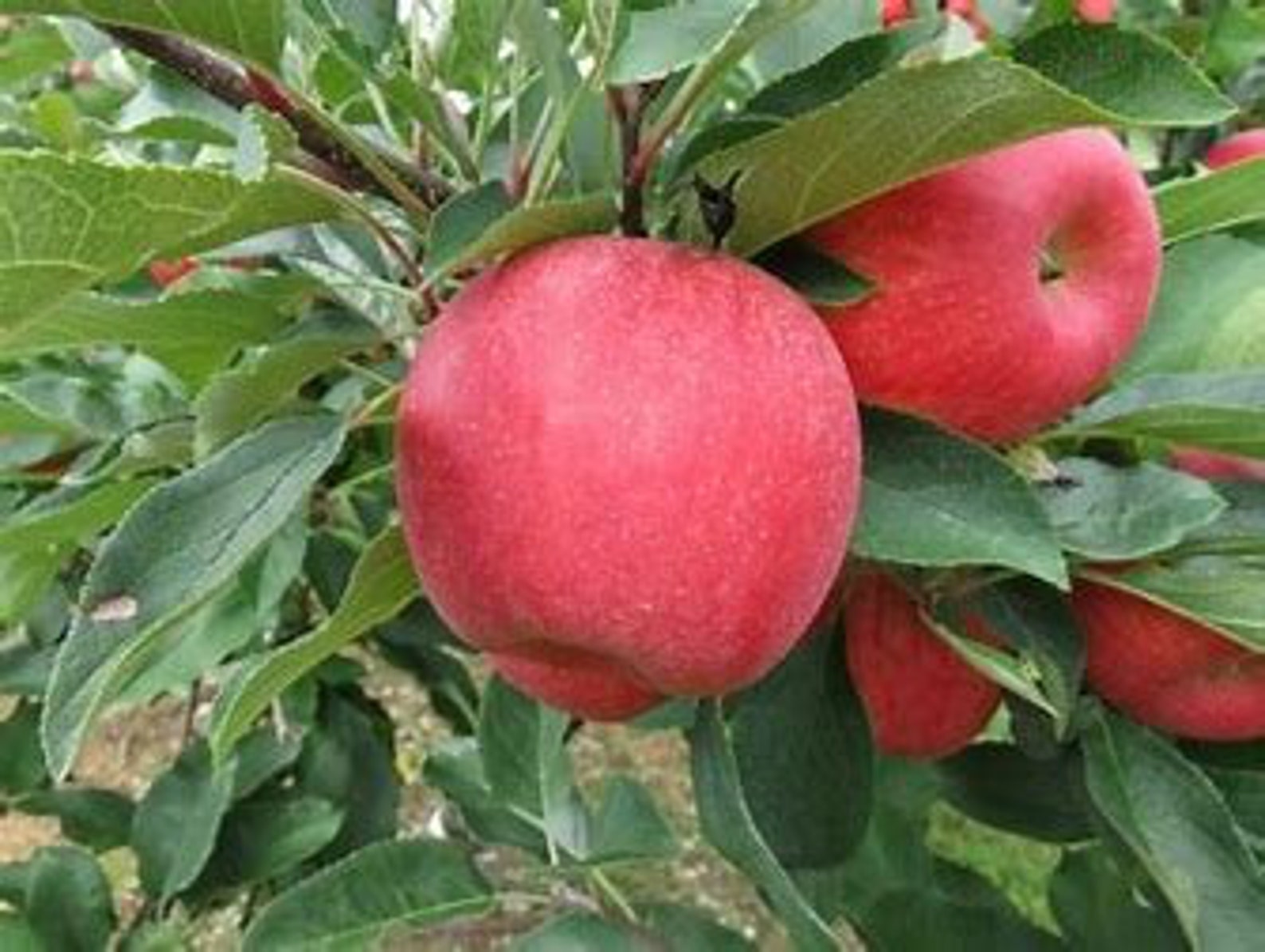 Pink Lady Apple Tree 23