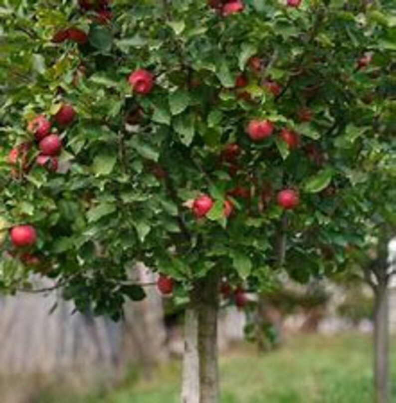 2 Gala Apple Trees 34' Tall Live Tree Shipped in Etsy