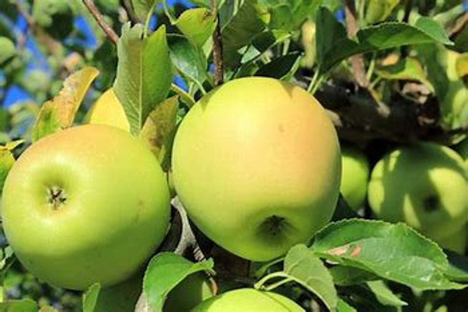 2 Golden Delicious Apple trees Fruit Tree Wildlife Tree Etsy
