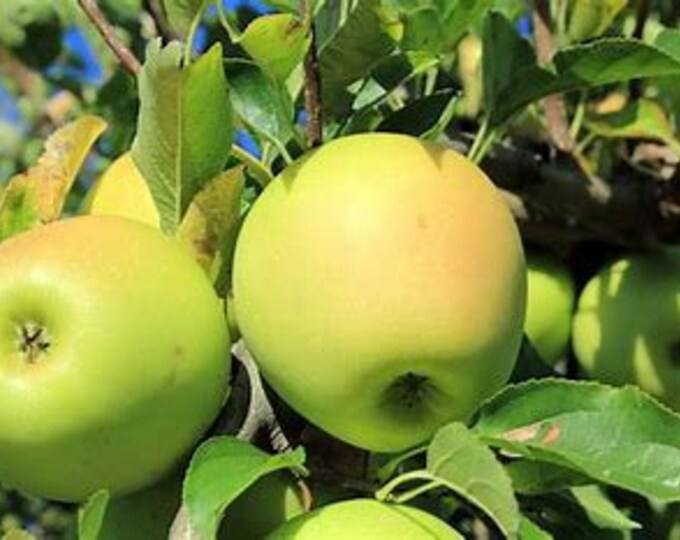 Golden Delicious Apple Trees, Fruit Tree, Wildlife Tree, Self