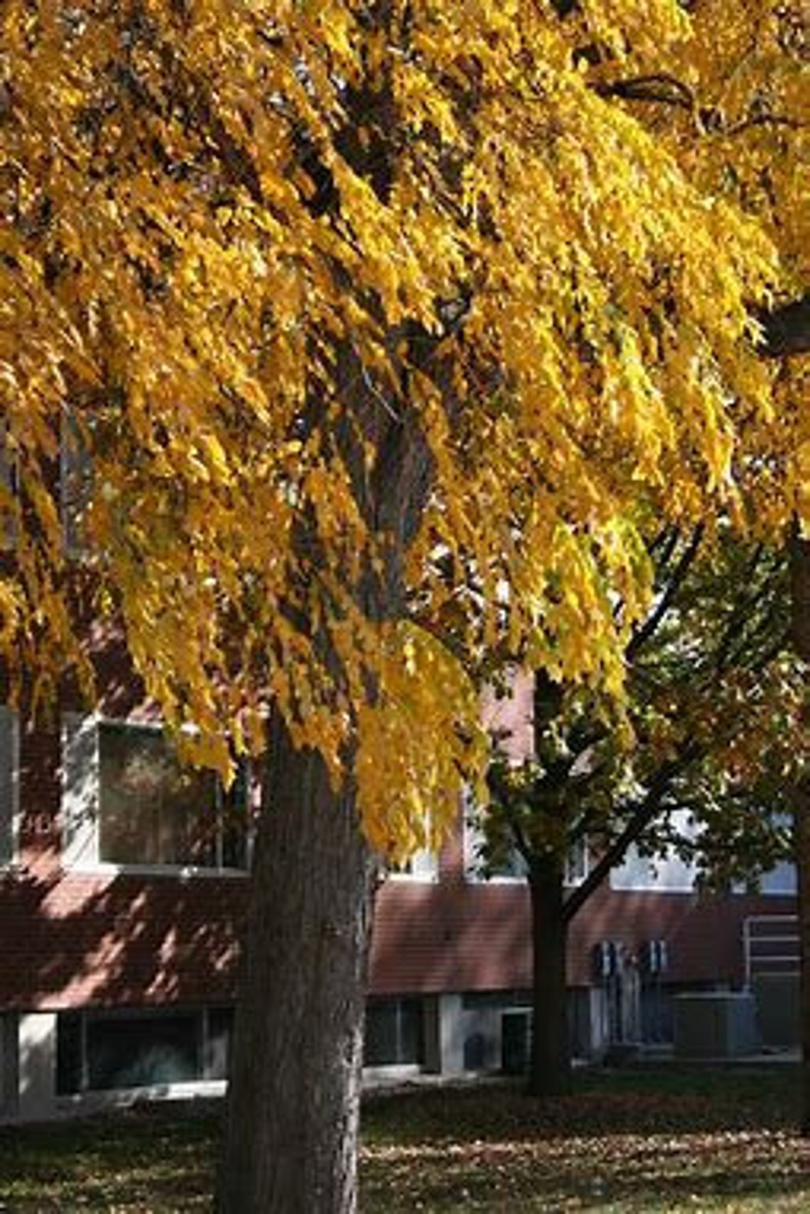 Kentucky Coffee Tree 23' Tall Widely Adaptable to Soil Etsy