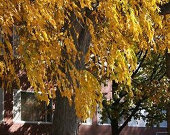 Kentucky Coffee Tree 2-3' tall, widely adaptable to soil types and climate, resistant to pollution, great street tree, drought tolerant